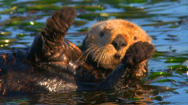 Sea Otter Video Stock Footage