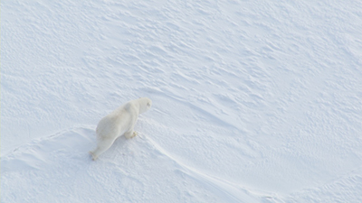 Polar Bear Video Stock Footage