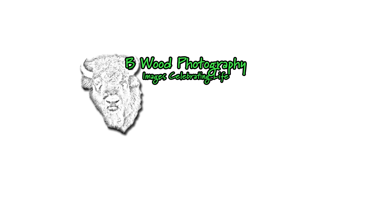 B Wood Photography Stock Footage Collection