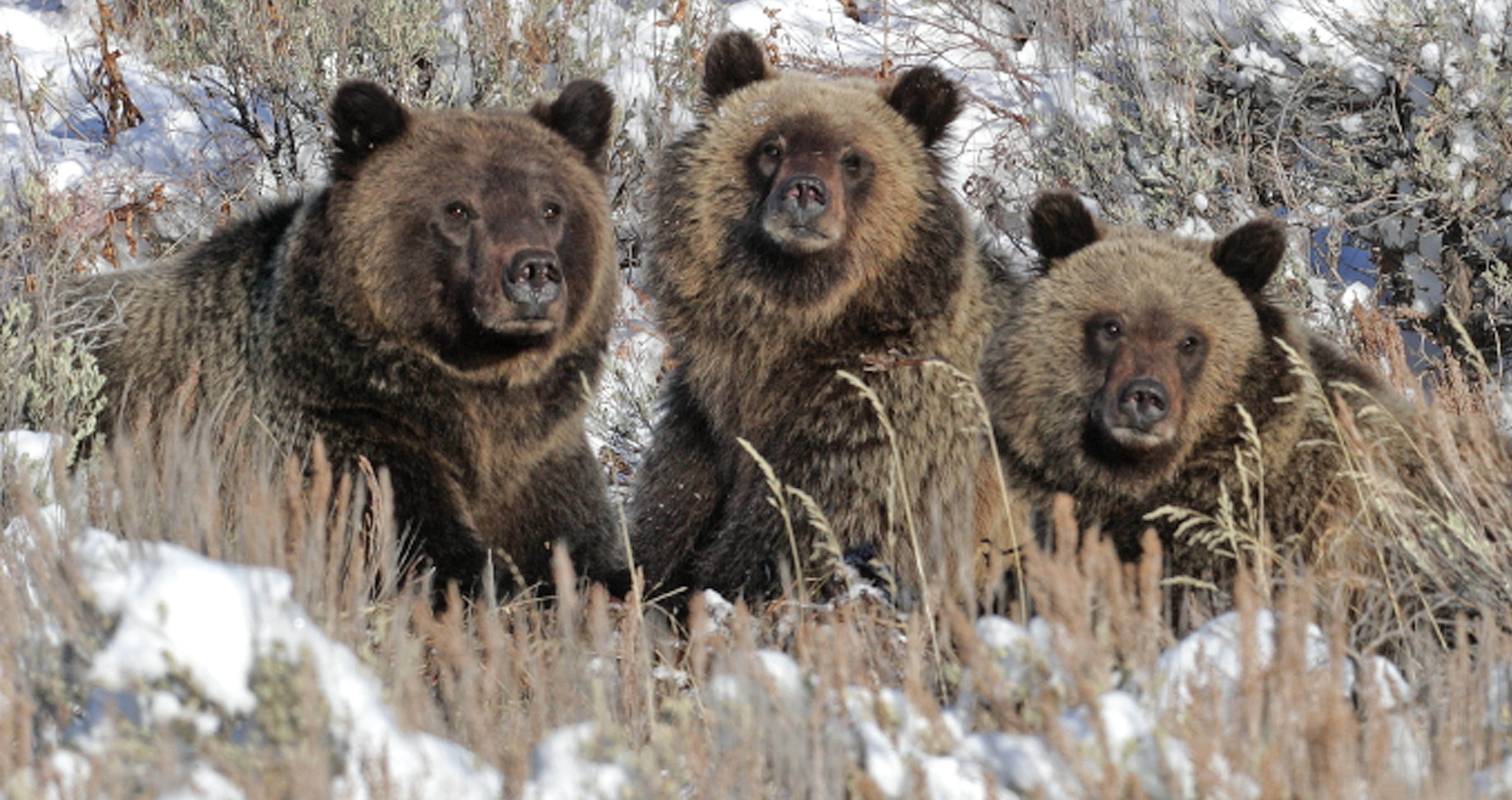 Behavior Sequence: Snow Grizzlies of the Rockies