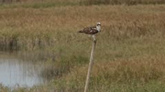 Western osprey communicating whilst perched on a narrow stick.
