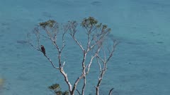 Grey-faced buzzard resting in a tree with visible heat haze and turquoise ocean background. High quality 4k footage
