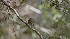 Female red-flanked bluetail resting on a branch. High quality 4k footage