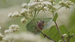 Two beetles mating on a leaf, while another male tries to intervene. High quality 4k footage