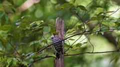 A Japanese pygmy woodpecker foraging for insects in a tree. 