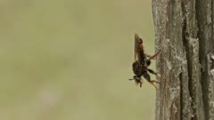 Close up shot of a robber fly resting on a tree and scanning for prey. 
