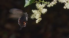 Close up footage of a swallowtail butterfly feeding on white flowers.