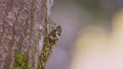 Close-up shot of a female Japanese min-min cicada feeding on sap.