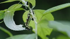 Close-up shot of a ramie moth caterpillar feeding on leaves. 