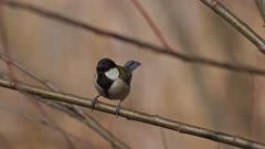 A Japanese tit perching and flying away in Hyogo Prefecture, Japan. 