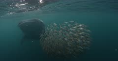 Whale Shark following a small bait ball of fish