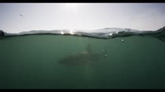 Great White Shark Just Below Surface,Split Shot