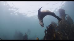 Cape Fur Seal Swims In Kelp Forest