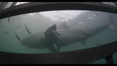 Great White Shark Swims Past Shark Cage