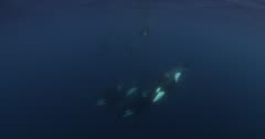 Scuba Divers Swim With Killer Whales