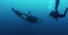 Scuba Diver swims with Killer Whales