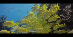 Fish swimming at a shipwreck in the Bahamas