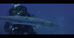 Scuba Divers shooting footage of Barracuda in the Bahamas