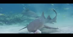 Scuba Divers shooting footage of Caribbean Reef Sharks and possibly Nurse Sharks in the Bahamas