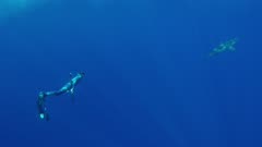 Snorkeling with sharks in Hawaii