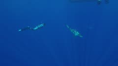 Snorkeling with sharks in Hawaii