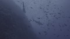 Sharks and fish at Socorro Island