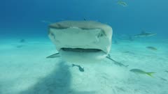 Sharks at Tiger Beach in the Bahamas