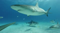 Sharks at Tiger Beach in the Bahamas