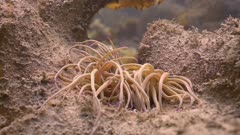 Snakelocks anemone attached to kelp frond