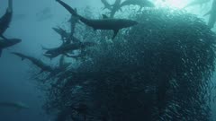 Sardine Run, South Africa. Massive bait ball being predated on by hundreds of sharks.