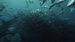 Sardine Run, South Africa. Massive bait ball being predated on by hundreds of sharks and gannets diving.