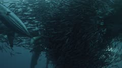 Sardine Run, South Africa. Massive bait ball being predated on by hundreds of sharks and gannets diving.