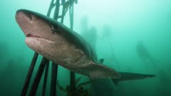 Broadnose Sevengill Shark swimming in a kelp forest