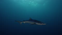 Blue Sharks swimming in the open ocean