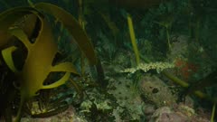 Small sharks swimming in a kelp forest