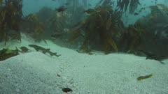 Fish and small sharks swimming through a kelp forest