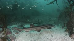 Pyjama shark swimming through kelp forest