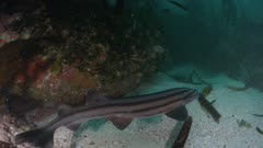 Pyjama shark swimming over rocky reef