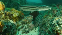 Pyjama shark resting on rocky reef with octopus tentacle in mouth