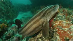 Pyjama shark swimming over rocky reef with octopus tentacle in mouth