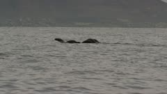 Cape fur seals leaping through the water