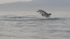 Great White Shark natural predation on Cape Fur Seal