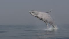 Humpback Whale breach