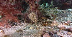 Grey Southern Pot-Belly Seahorse (Hippocampus bleekeri) Clip4429