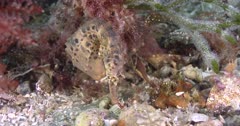 Grey Southern Pot-Belly Seahorse (Hippocampus bleekeri) Close Up Clip4429