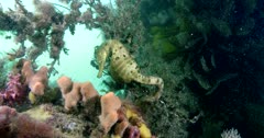 Southern Pot-Belly Seahorse (Hippocampus bleekeri) Under Wharf Pylon, Establishing Shot Clip7707