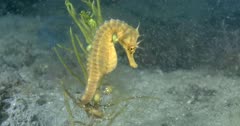Southern Pot-Belly Seahorse (Hippocampus bleekeri) Clinging To A Kelp Branch, Master Shot Clip9742