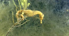 Southern Pot-Belly Seahorse (Hippocampus bleekeri) Clinging To A Kelp Branch, Static Shot Clip9723