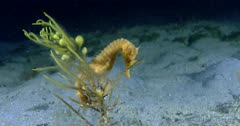 Southern Pot-Belly Seahorse (Hippocampus bleekeri) Clinging To A Kelp Branch, Wide Shot Clip9758