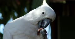Parrot, Sulphur-Crested Cockatoo (Cacatua galerita) Eating, Dolly From Left To Right Clip1236